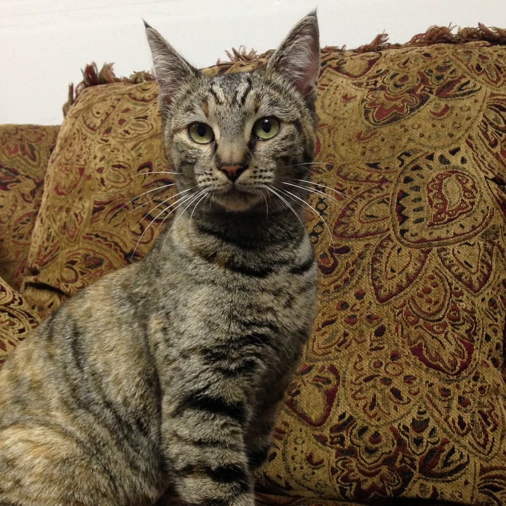 Meet your Posher, Telma